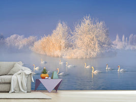 photo-wallpaper-swan-lake-xge