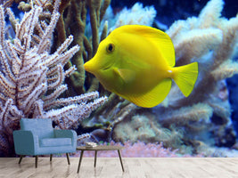 photo-wallpaper-yellow-doctor-fish-xl