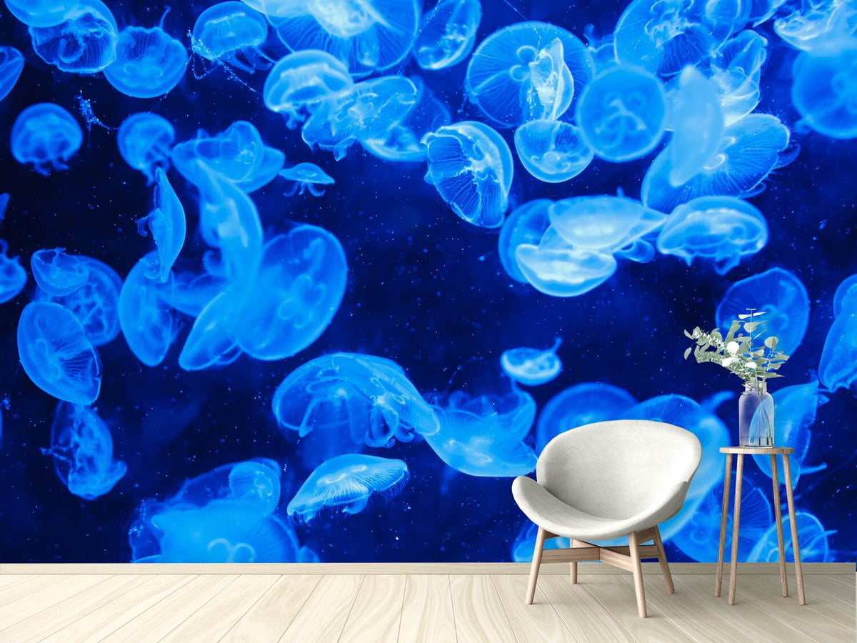 photo-wallpaper-many-jellyfish-in-the-blue-water