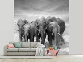 photo-wallpaper-the-elephants