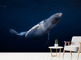 photo-wallpaper-humpback-whale-xbl