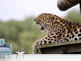 photo-wallpaper-tired-leopard