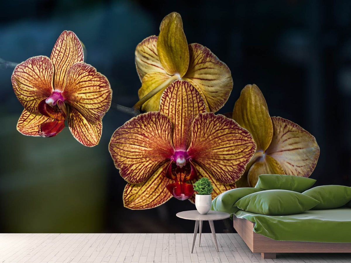 photo-wallpaper-orchidaceae