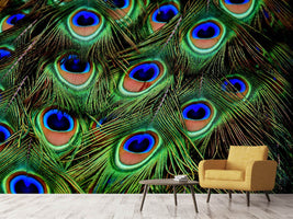 photo-wallpaper-peacock-feathers-xxl