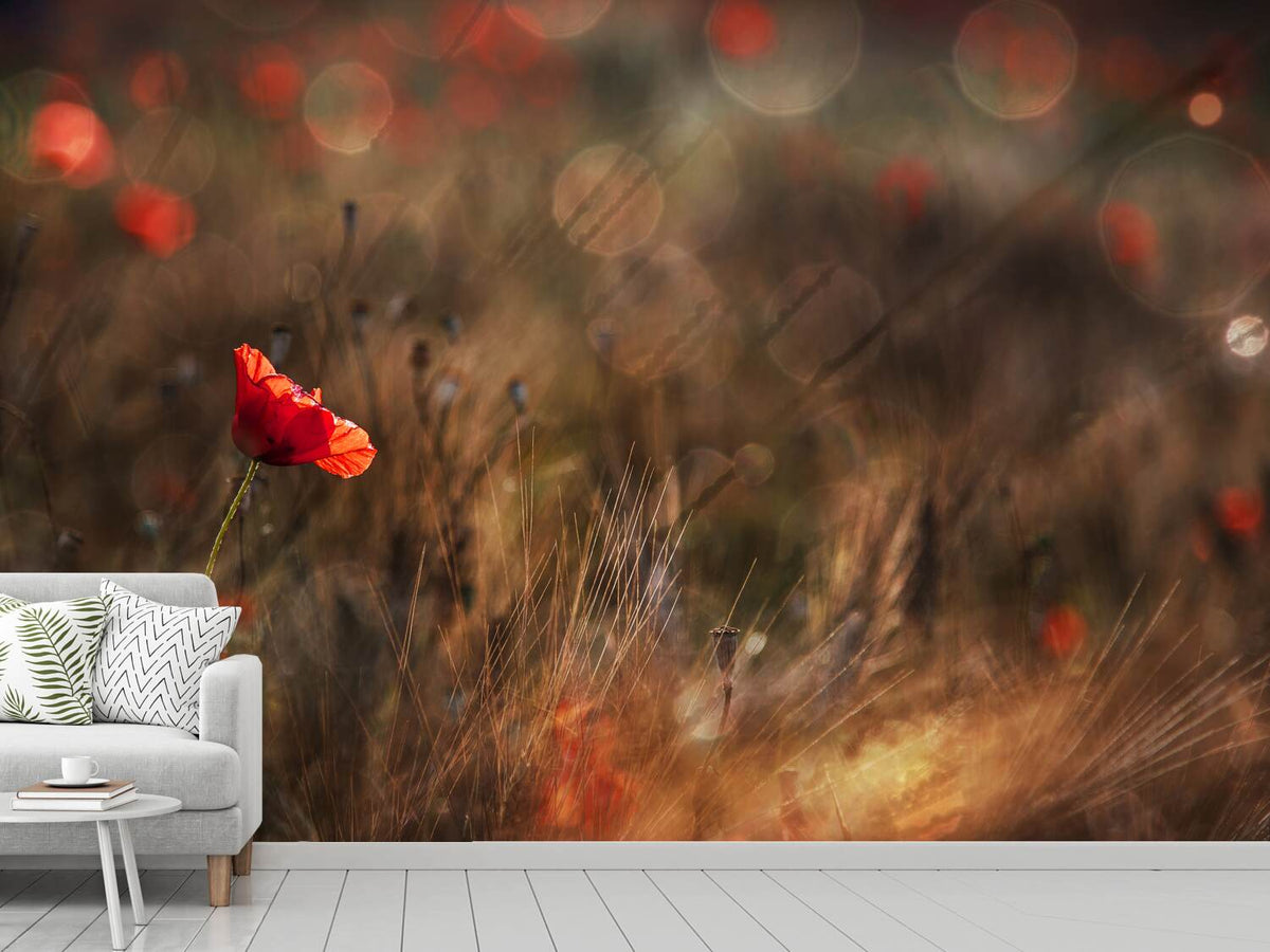 photo-wallpaper-poppy-x