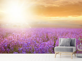 photo-wallpaper-sunset-in-lavender-field