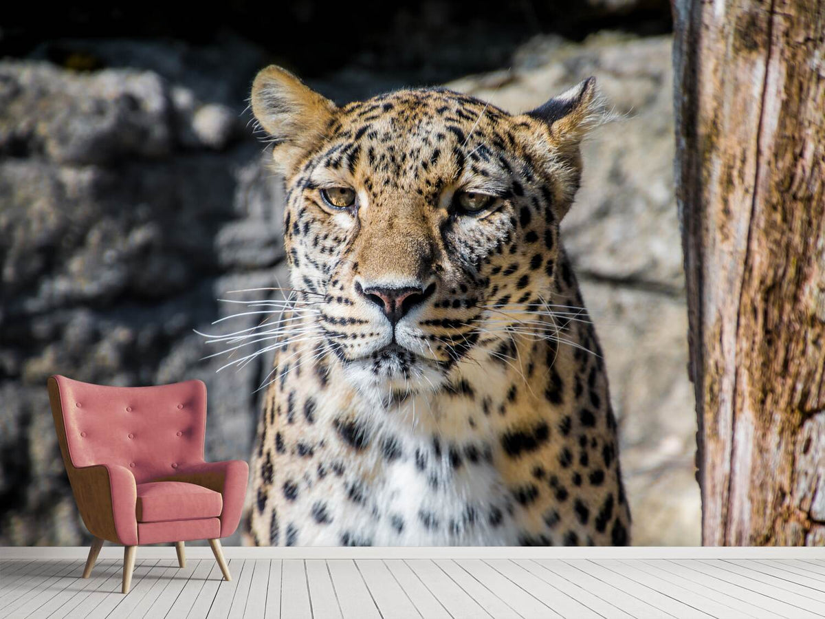 photo-wallpaper-leopard-in-wait