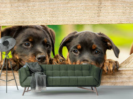 photo-wallpaper-2-rottweiler-puppies