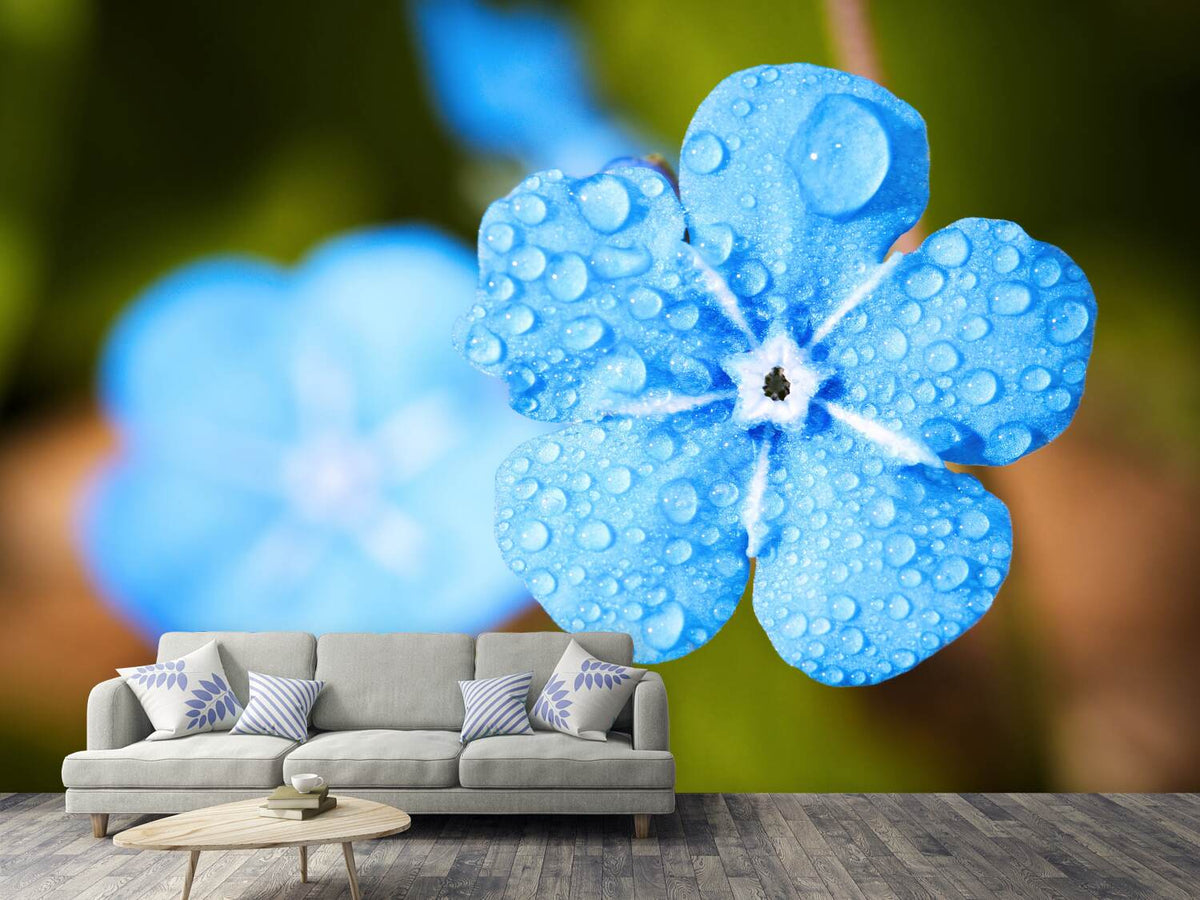 photo-wallpaper-blue-flower-with-morning-dew