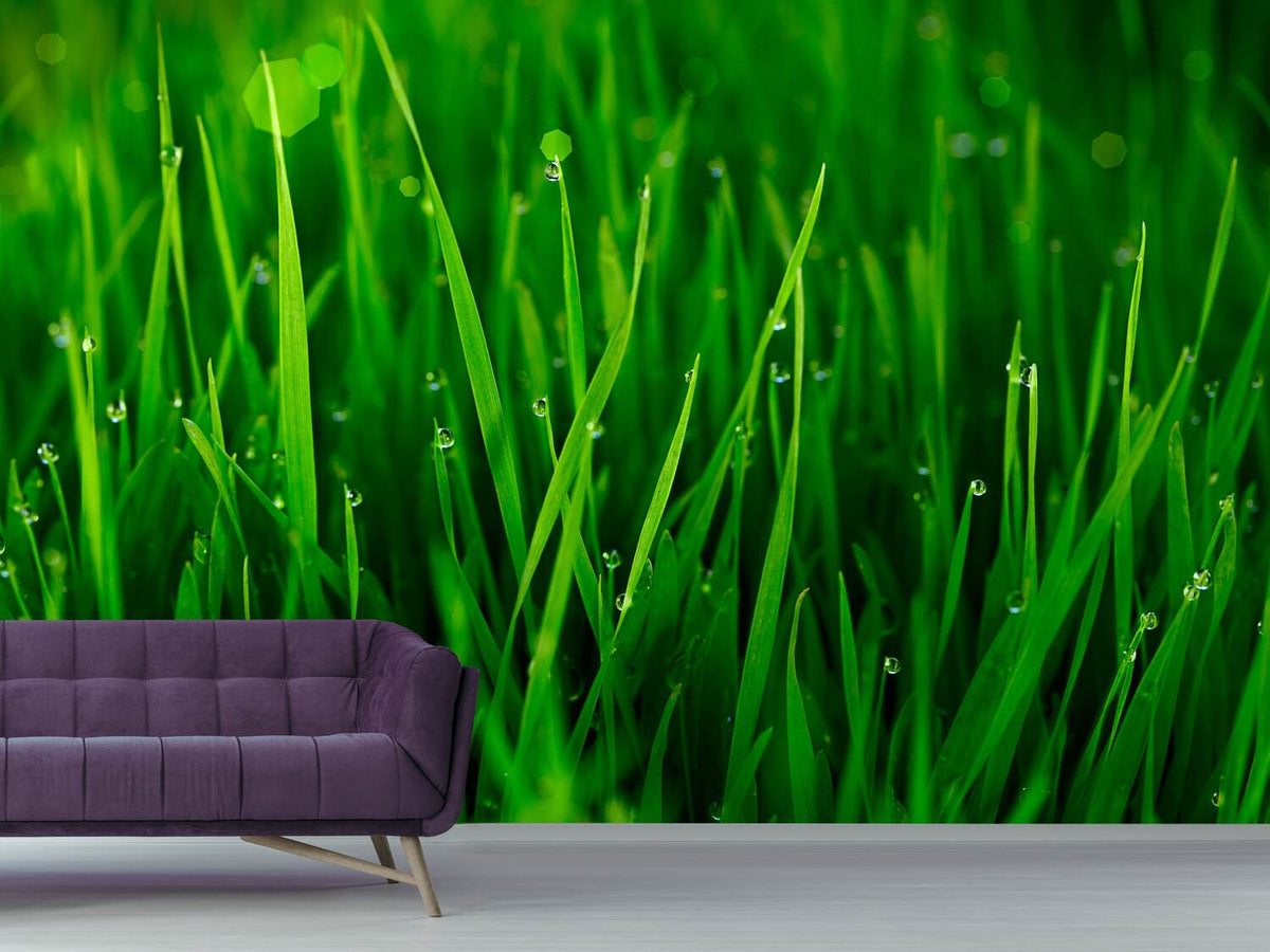 photo-wallpaper-grass-with-morning-dew