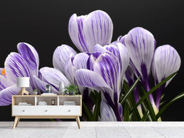 photo-wallpaper-the-crocus