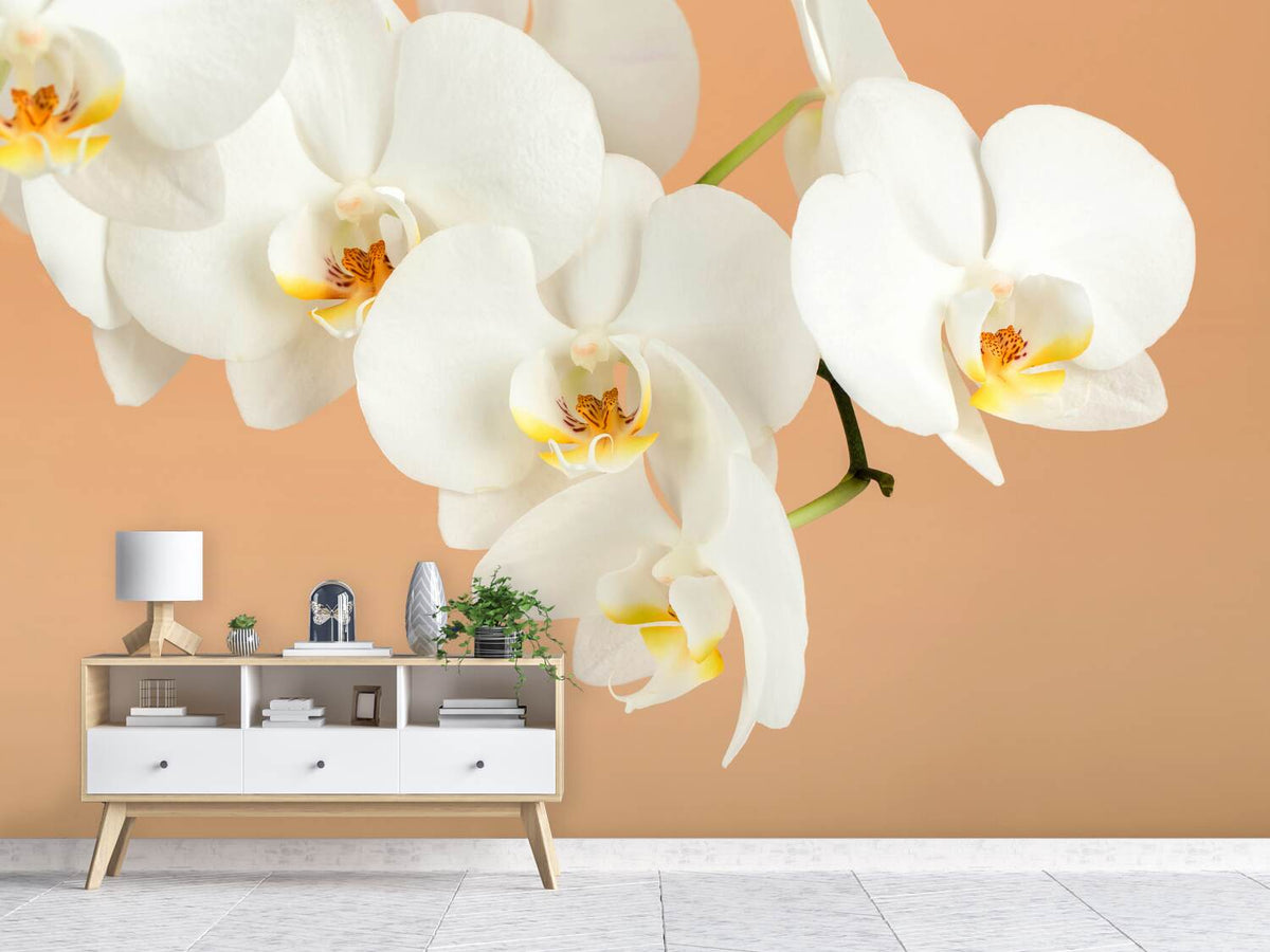 photo-wallpaper-white-orchid-flowers