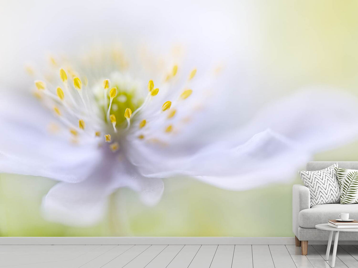 photo-wallpaper-anemone-beauty