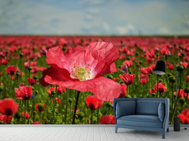 photo-wallpaper-the-lush-poppy-field