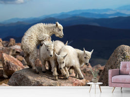 photo-wallpaper-baby-goats-at-play-x