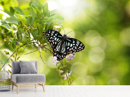 photo-wallpaper-papilio-butterfly-xxl