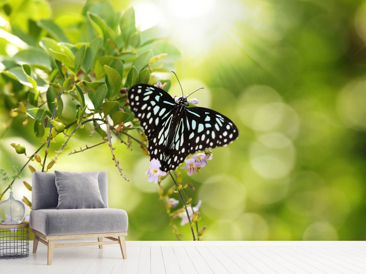 photo-wallpaper-papilio-butterfly-xxl