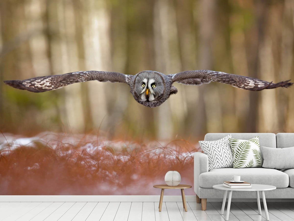 photo-wallpaper-great-grey-owl