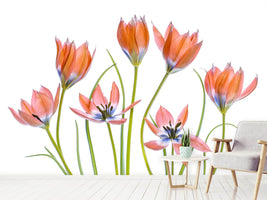 photo-wallpaper-apricot-tulips