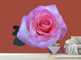 photo-wallpaper-rose-in-pink-xxl