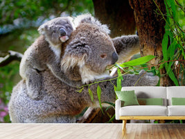 photo-wallpaper-mom-and-baby-koala