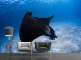 photo-wallpaper-dancing-manta