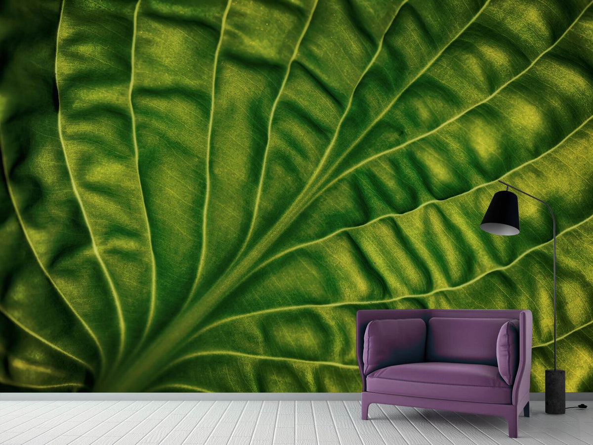 photo-wallpaper-leaf-of-a-hosta