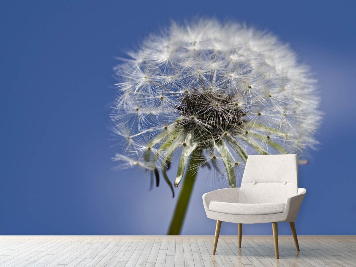 photo-wallpaper-the-dandelion-in-xxl