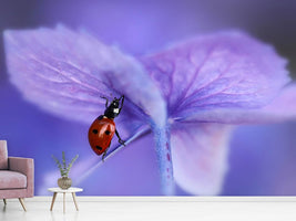 photo-wallpaper-ladybird-on-purple-hydrangea