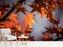 photo-wallpaper-maple-leaves-in-autumn