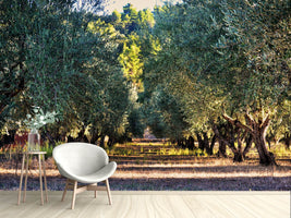 photo-wallpaper-magnificent-olive-trees