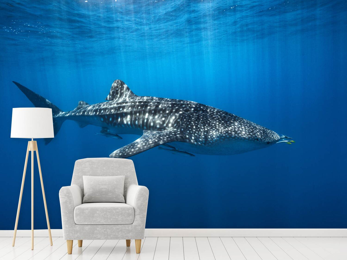 photo-wallpaper-whale-shark-in-the-blue-x