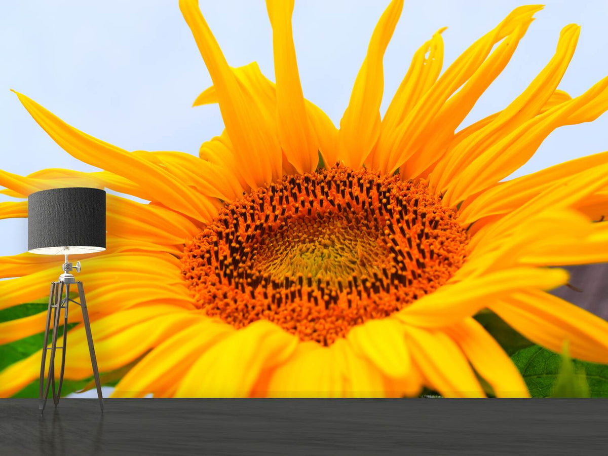 photo-wallpaper-big-sunflower