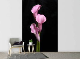 photo-wallpaper-3-purple-callas