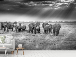 photo-wallpaper-breakfast-with-pachyderms-x