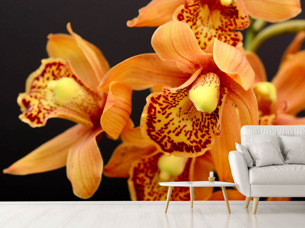 photo-wallpaper-orchids-with-orange-flowers