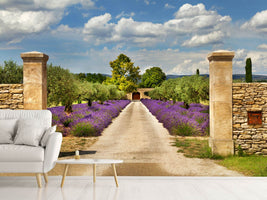 photo-wallpaper-lavender-garden