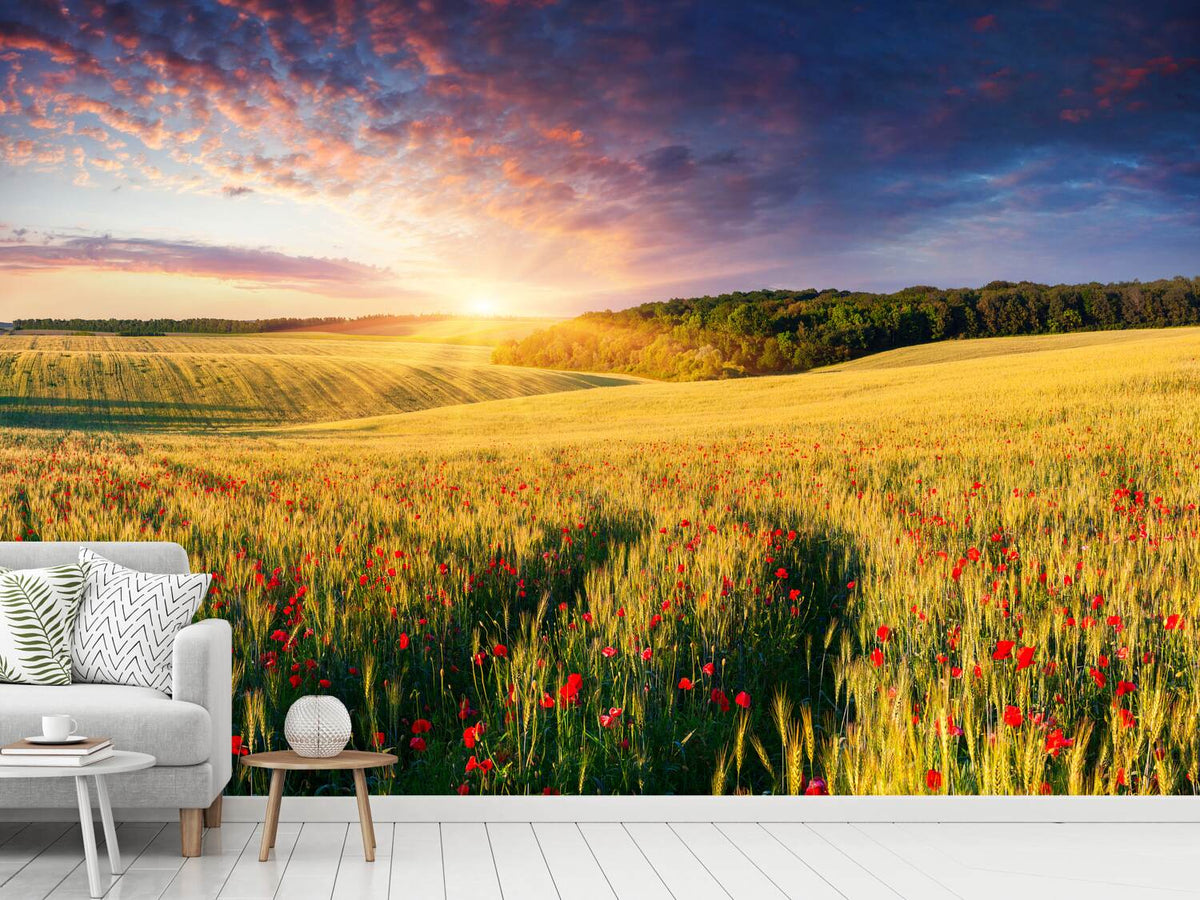 photo-wallpaper-a-flower-field-at-sunrise