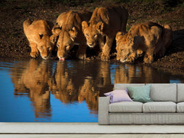 photo-wallpaper-lions-of-mara