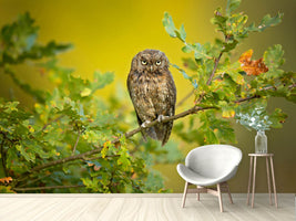 photo-wallpaper-eurasian-scops-owl-x