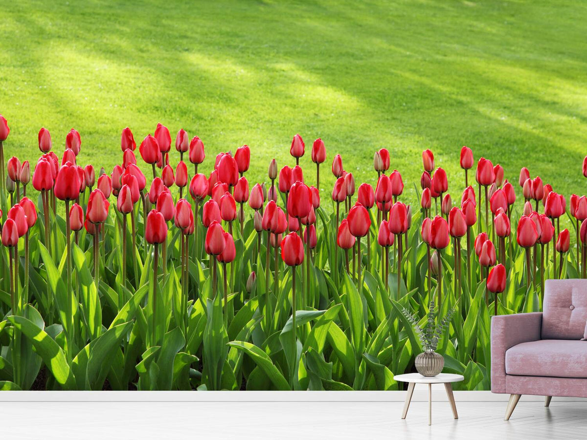 photo-wallpaper-red-tulip-field-in-the-sunlight