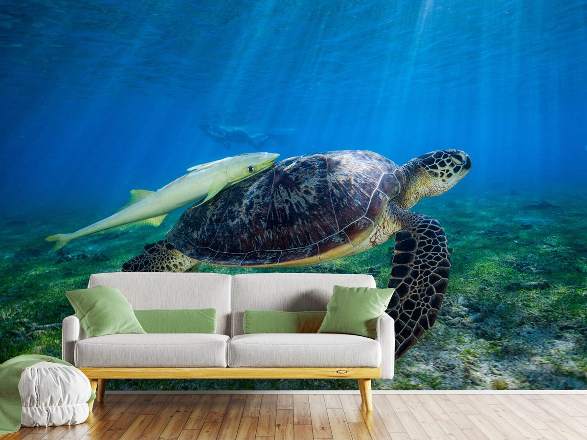 photo-wallpaper-sea-turtle