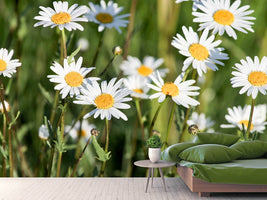 photo-wallpaper-xl-daisies