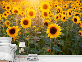 photo-wallpaper-sunflower-field