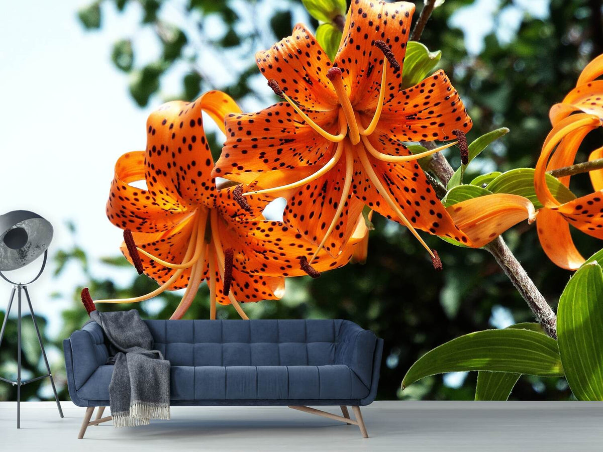 photo-wallpaper-the-wild-tiger-lilies