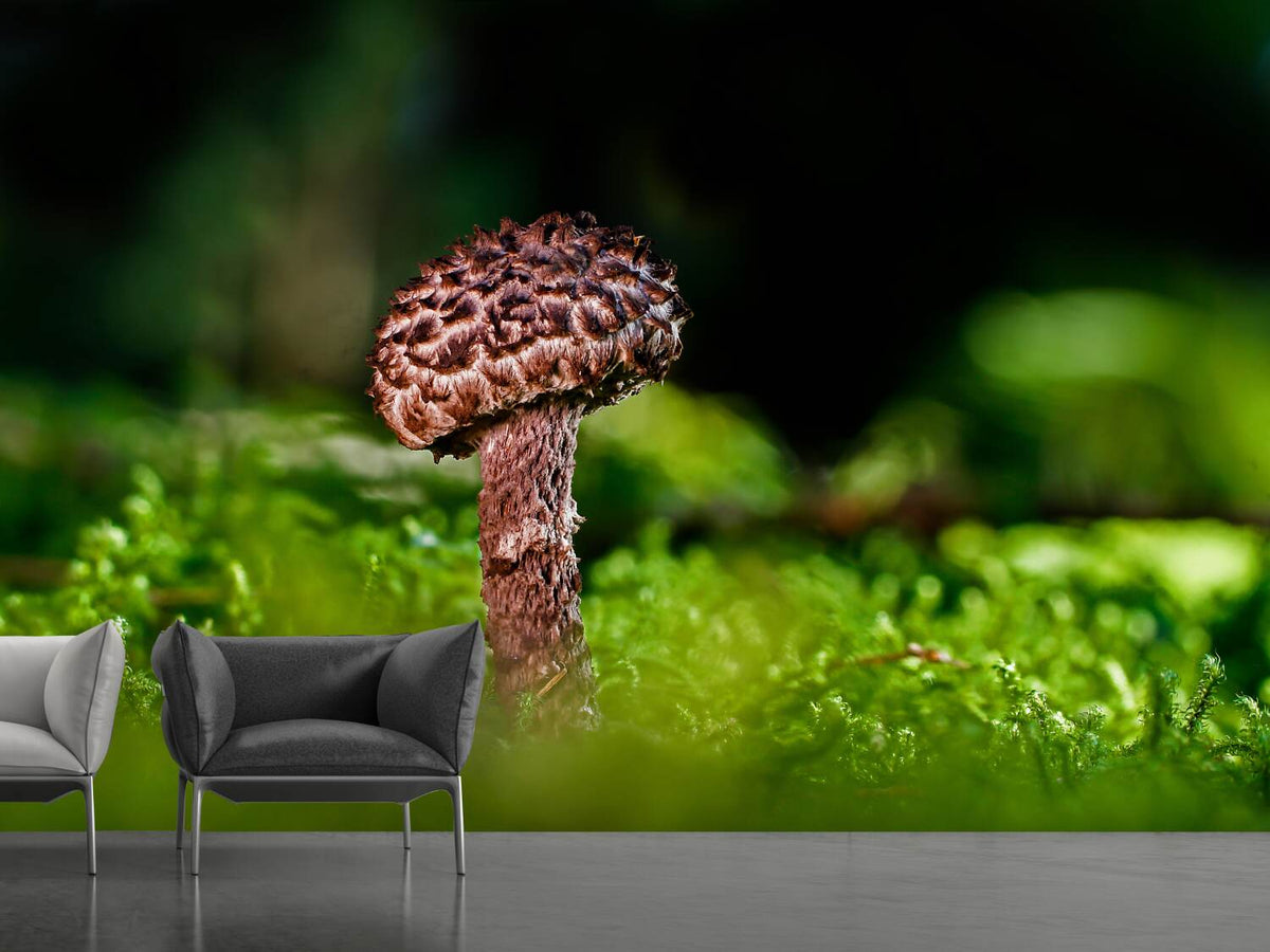 photo-wallpaper-strobilomyces-strobilaceus