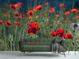 photo-wallpaper-wild-poppy