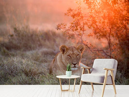 photo-wallpaper-sunset-lioness