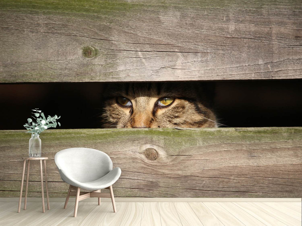 photo-wallpaper-cat-in-hiding