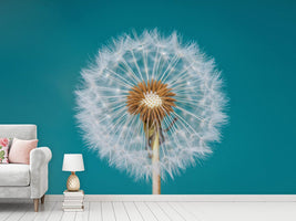 photo-wallpaper-dandelion-a